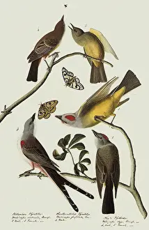 Flycatcher: Say's Pheobe, Western Kingbird, Scissor-Tailed Flycatcher