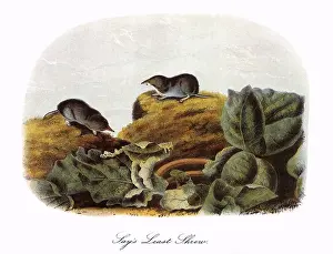 Cabbage: Say's Least Shrews