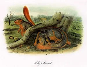 Audubon: Say's Squirrel