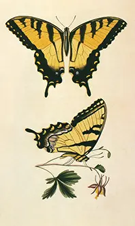 Swallowtail: Say's Tiger Swallowtail
