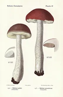 Bessin: Scaber stalk mushrooms