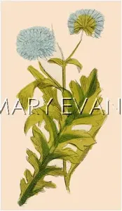 Scabiosa: SCABIOSA ATROPURPURA