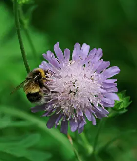 Scabiosa: Scabiosa columbaria, scabious