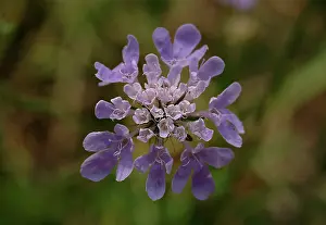 Vickery: Scabiosa columbaria, scabious