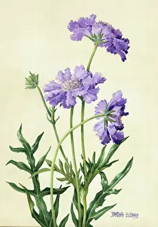 Scabious: Scabious