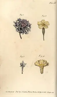 Scabiosa: Scabious flower, Tetrandria, 1, 2, and primrose