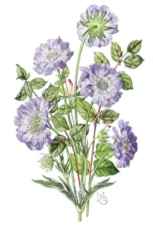 Honeysuckle: Scabious and honeysuckle