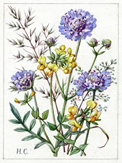 Scabious and Lady's Slipper