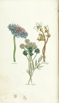 Scabious: Scabious, Meadow Saxifrage, White Saxifrage