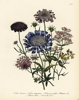 Valerian: Scabious and valerian species