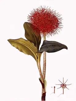 Nodder: Scadoxus Multiflorus
