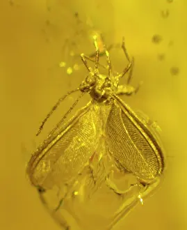 Palaeogene: Scale insect in amber