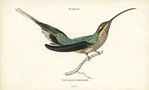 Phaethornis: Scale-throated hermit, Phaethornis eurynome