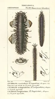 Nereid: Scaleworms or segmented worms