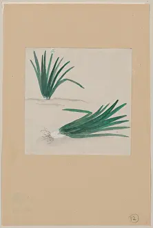 Scallions: Scallions with plant growing in the background