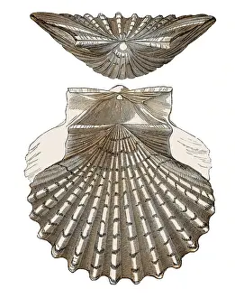 Scallop: Scallop Shell, Illustration