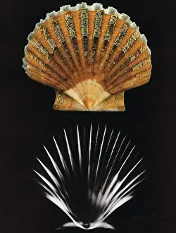 Scallop: Scallop shell x-ray