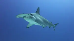 Scalloped: Scalloped Hammerhead Shark