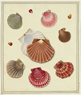 Bodycolour: Scallops