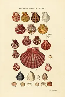 Scallops: Scallops, Pecten maximus, Terebratula, Argiope, etc