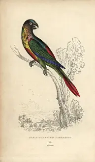 Lauder: Scaly-breasted lorikeet, Trichoglossus chlorolepidotus