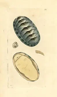 Scaly: Scaly chiton, Chiton squamosus