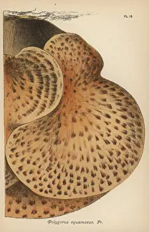 Mordecai: Scaly polypore, Polyporus squamosus