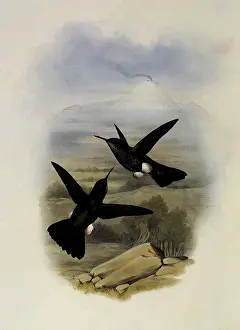 Scaly: Scaly Puffleg, Eriocnemis Squamata