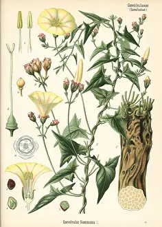 Convolvulus: Scammony bindweed, Convolvulus scammonia