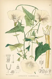 Scammony, Convolvulus scammonia