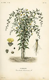 Maubert: Scammony, Convolvulus scammonia