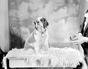 Jarvis: Scamp, Mrs Jarvis Dog