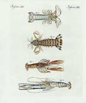 Bertuchs: Scampi, shrimp, crayfish, and mantis shrimp