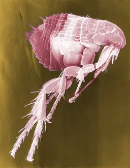 Typhus: Scanning Electron Micrograph of a Flea. ?