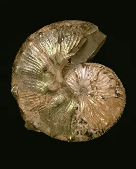Pearly: Scaphites nodosus, ammonite