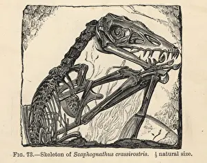 Smit: Scaphognathus crassirostris skeleton