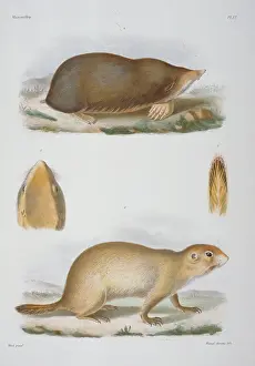 Short Faced: Scaptochirus moschatus, short-faced mole