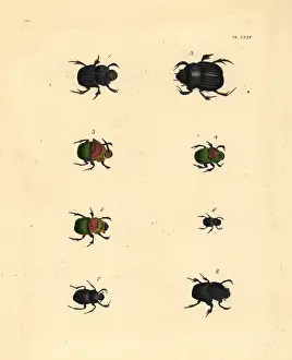 Scarab: Scarab beetles