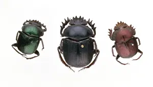 Tumble: Scarab beetles