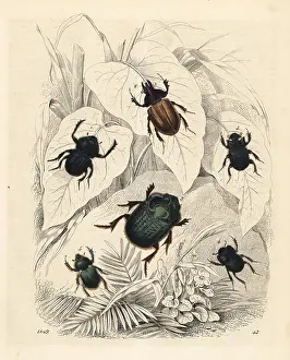 Stercorarius: Scarab and dung beetles