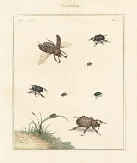 The English Entomologist: Scarab, minotaur, dung beetles, etc