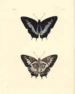 Ventral: Scarce forest emperor, Charaxes etesipe