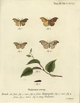 Scarce: Scarce hook-tip and pebble hook-tip