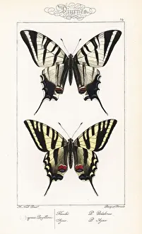 Pauquet: Scarce swallowtail and unknown swallowtail