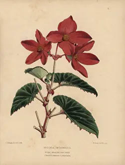 Begonia: Scarlet begonia intermedia