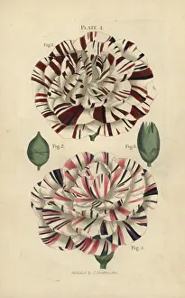 Maddocks: Scarlet bizard and variegated crimson bizard carnation