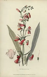 Bugler: Scarlet bugler, Penstemon barbatus