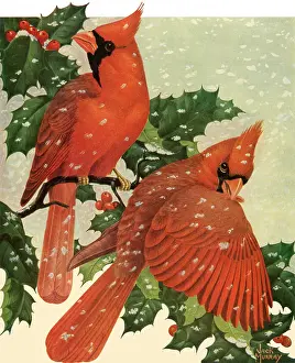 Cardinals: Scarlet Cardinals
