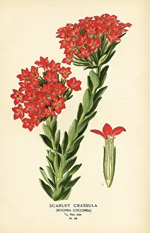 Perfoliata: Scarlet carrula, Crassula coccinea