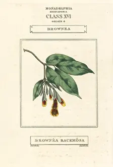 Subsp: Scarlet flame bean, Brownea coccinea subsp. capitella